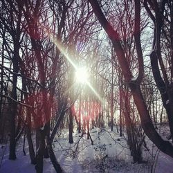 Sun shining through trees