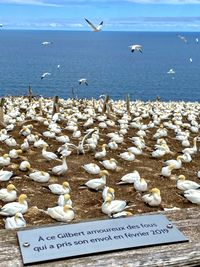 Flock of seagulls on beach