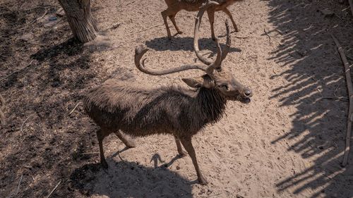 High angle view of deer on field