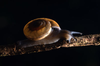 Close-up of snail on branch against black background