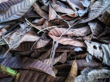 Full frame shot of dried leaves