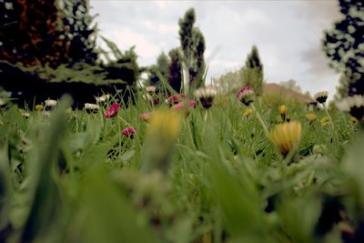 Close-up of flowering plants on field against sky