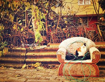 Woman sitting on tree stump