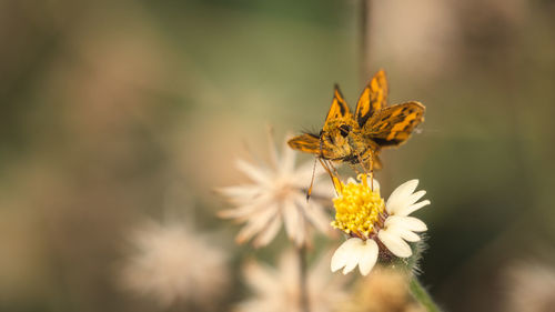 Close-up of butterfly pollinating on flower