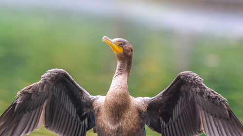 Close-up of the unique cormorant.