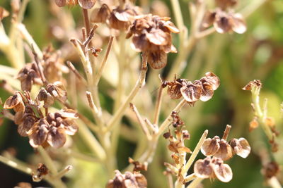 Close-up of wilted flowers