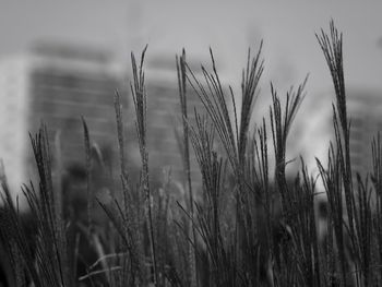 Close-up of stalks in field