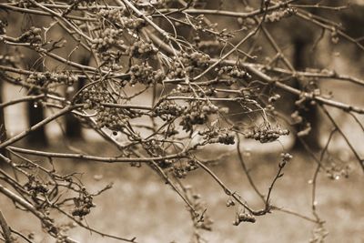 Close-up of frozen plant