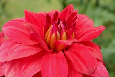 Close-up of red dahlia blooming in park