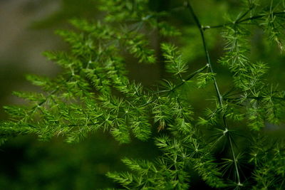 Close-up of pine tree