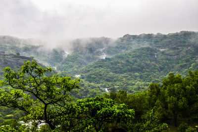 Scenic view of forest against sky