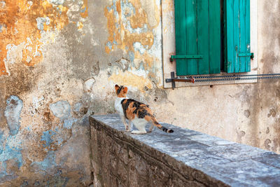 Playful stray cat in old town . cat tryin to jump into closed window