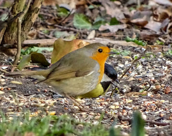 Close-up of bird perching on field