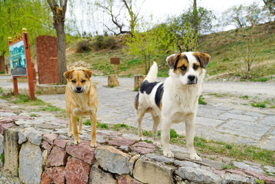 Portrait of dogs standing against stone wall