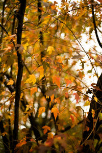 Close-up of maple leaves on tree during autumn