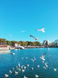 Seagulls flying over sea