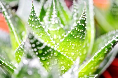 Close-up of dew drops on spider web