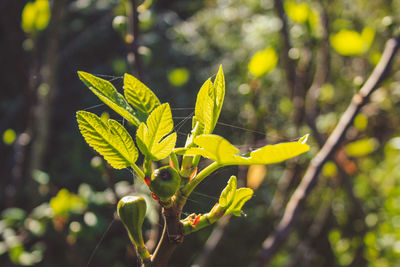 Close-up of yellow leaves