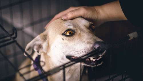 Close-up of hand holding dog