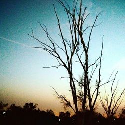 Silhouette of bare trees against sky at sunset