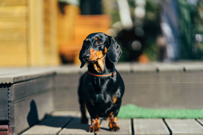 Black dog looking away while sitting outdoors