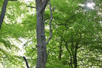Low angle view of trees in forest