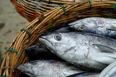 Close-up of fish for sale in market