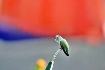 Hummingbird resting on top of a cactus