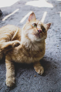 Portrait of cat sitting outdoors