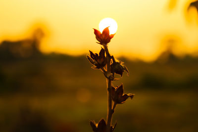 Close-up of flowering plant during sunset