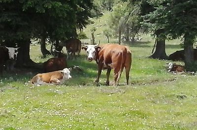 Sheep grazing on grassy field