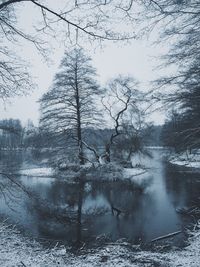 Reflection of bare trees in water