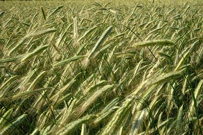 Full frame shot of wheat field