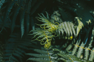 Close-up of fern leaves