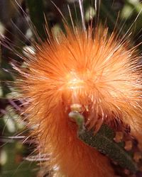 Close-up of plant against blurred background