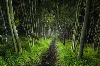 A small cattle path cuts through a little forest, eerily light a