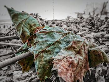 Close-up of dry leaves on plant