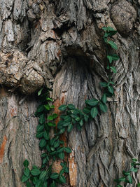 Close-up of tree trunk