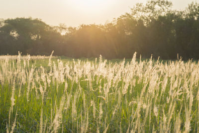 Grass on field