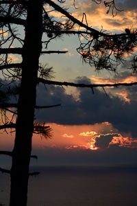 Silhouette tree against sky during sunset