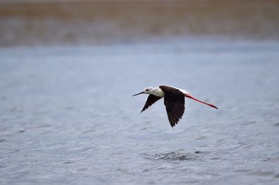 Bird flying over lake