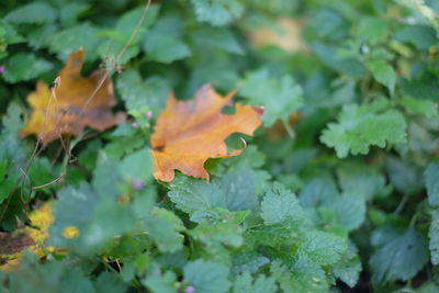 Close-up of maple leaves on field during autumn