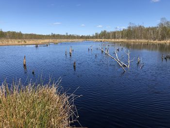 View of birds in lake