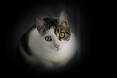 Close-up portrait of a cat over black background