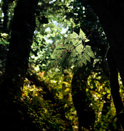 Close-up of leaves on tree trunk in forest