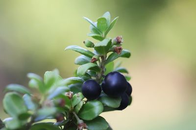 Close-up of berries growing on plant