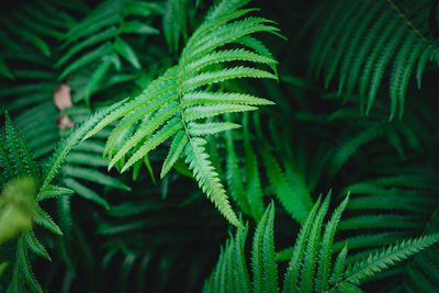 Close-up of fern leaves