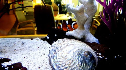 Close-up of turtle in aquarium