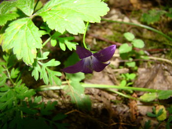 Close-up of purple flowering plant