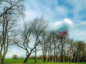 Bare trees on field against cloudy sky